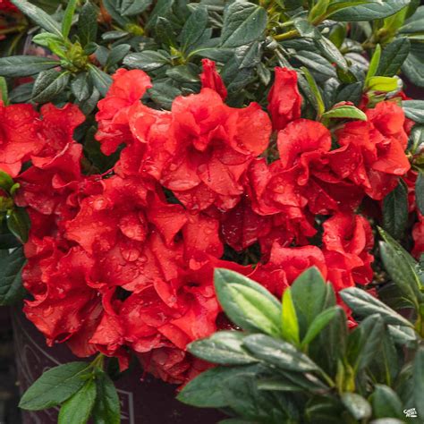 autumn embers azalea care|encore rhododendron conles azalea.